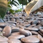 Ambius ECO Pebble Toppings