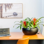  Ambius Multiplanters