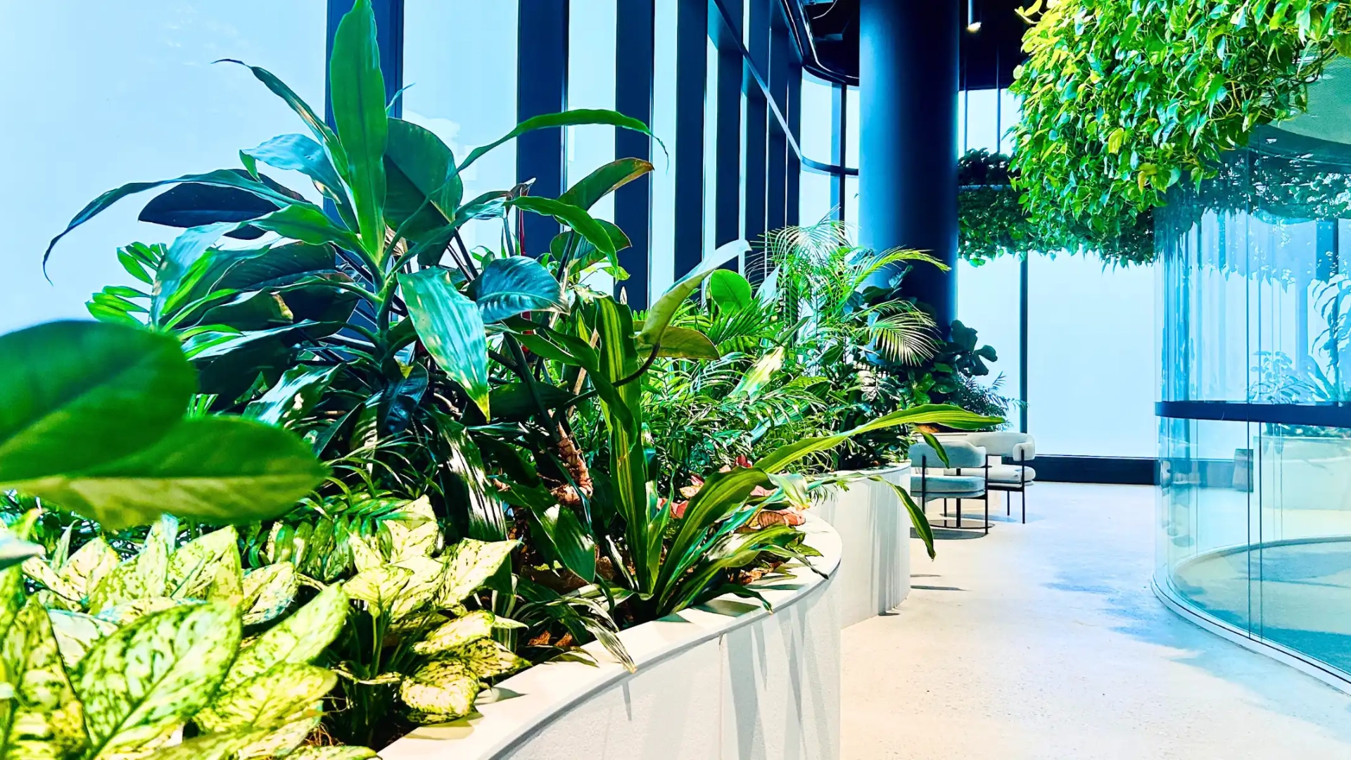 The incredible power of indoor plants | Ambius AU