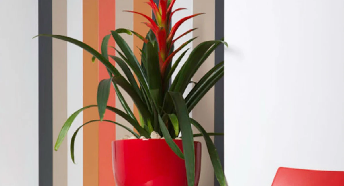 Elliot planter