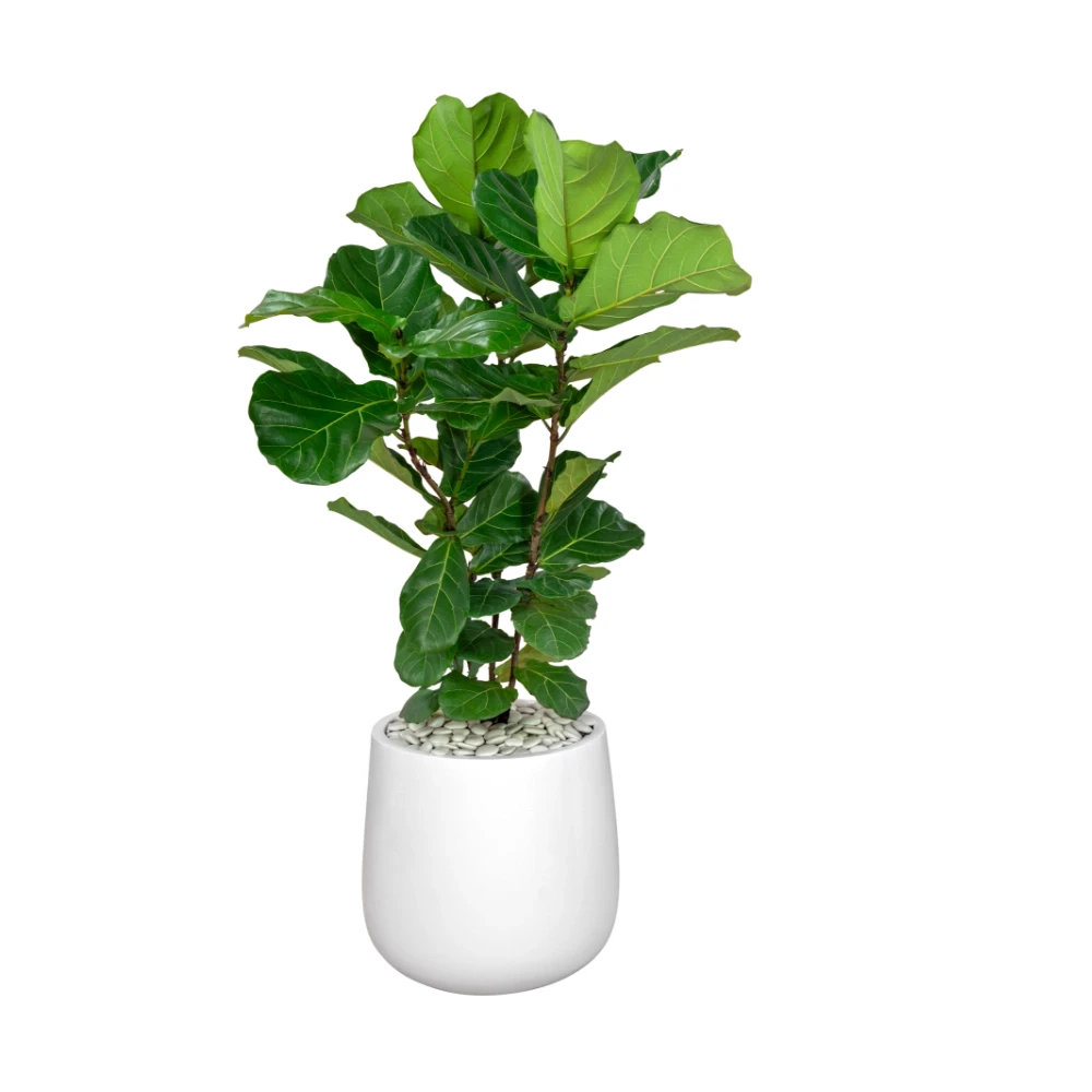 Fiddle Leaf Fig