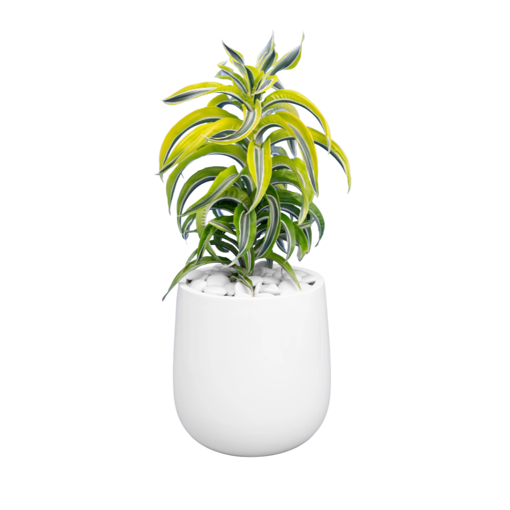 champa plant Pink Plumeria Champa live Plant  GreenParadiseLive