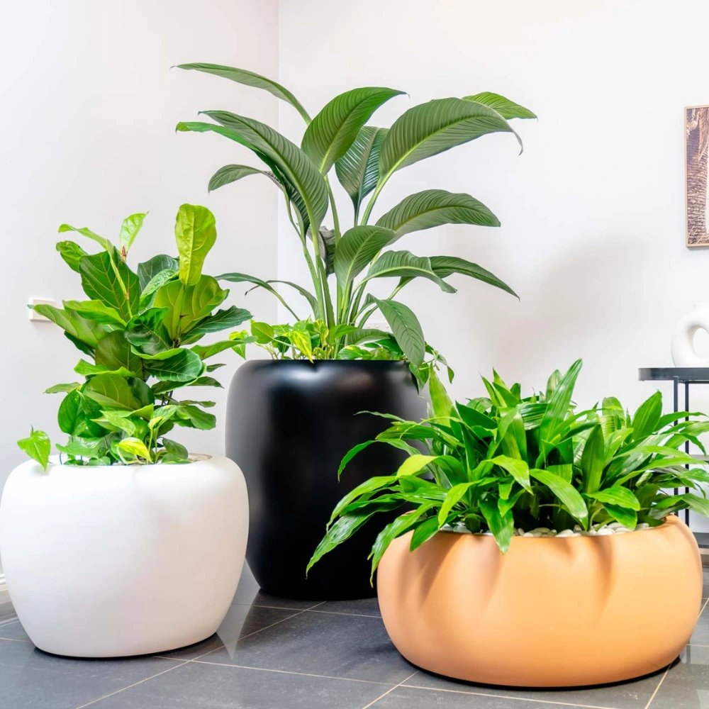 Ambius Multiplanters