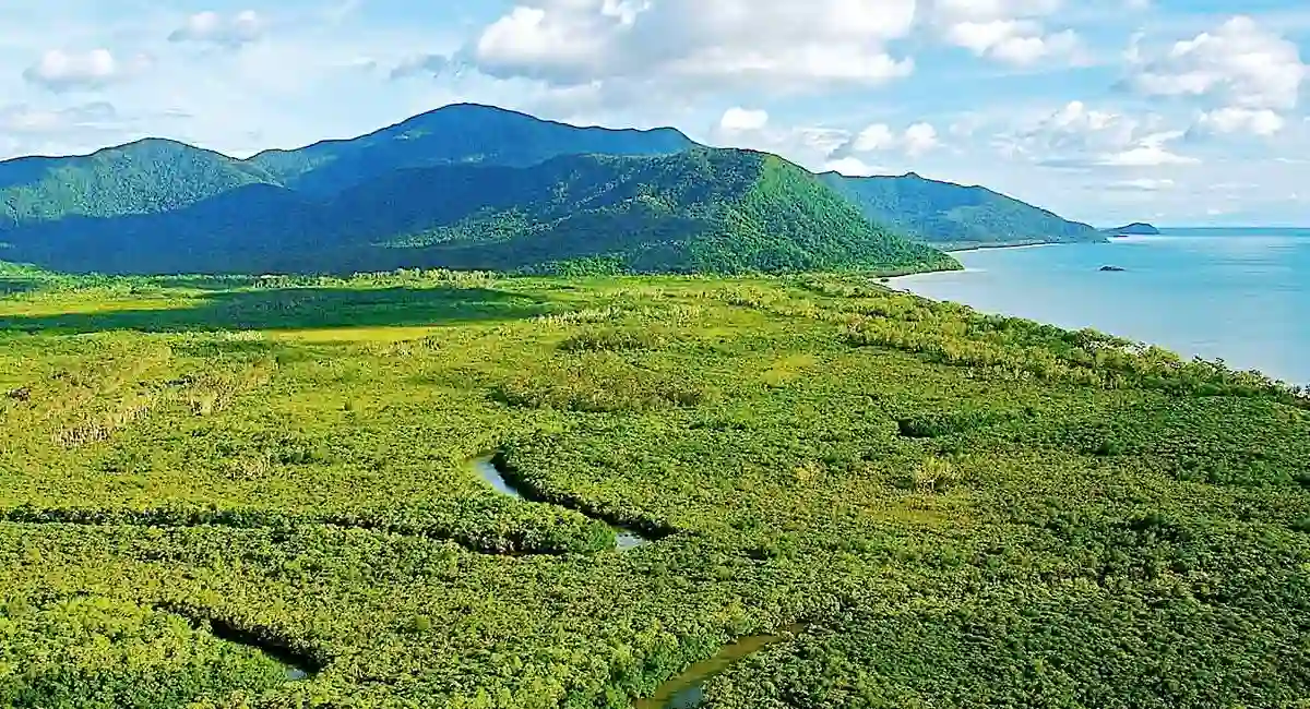 Daintree