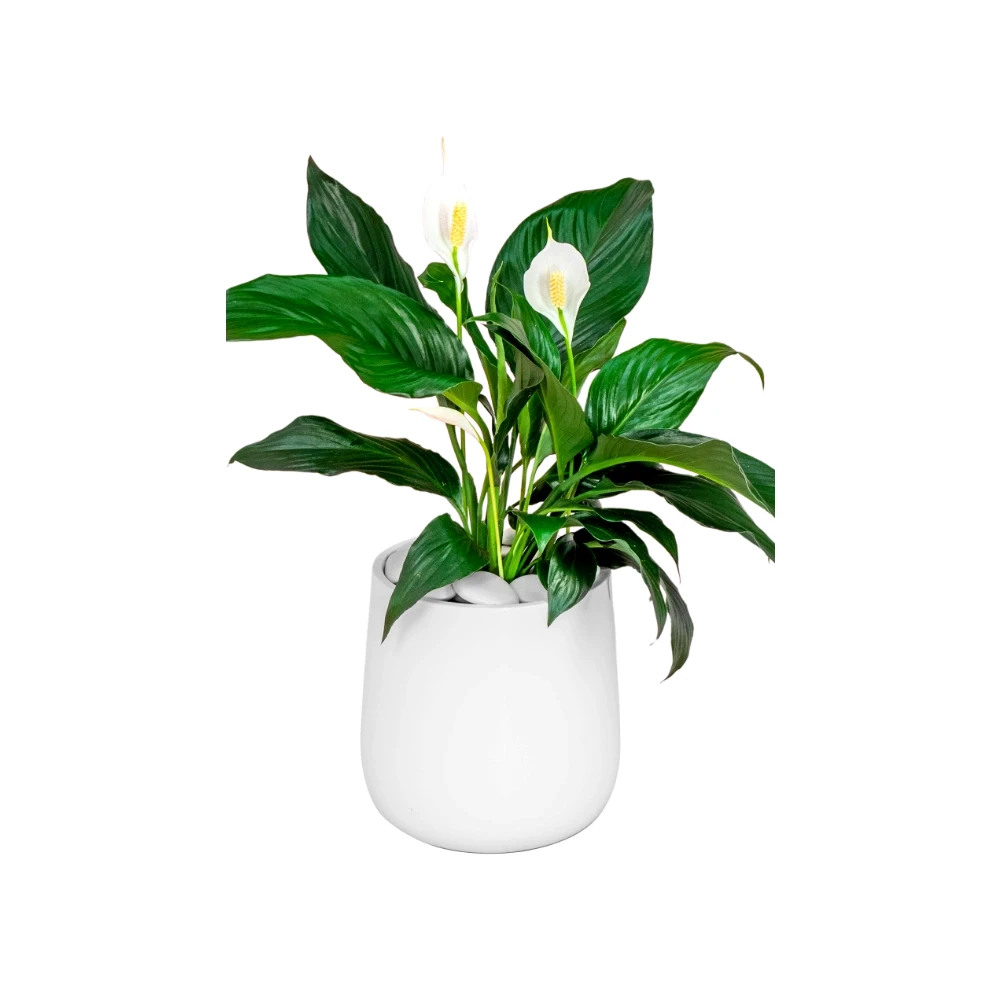 Peace lily