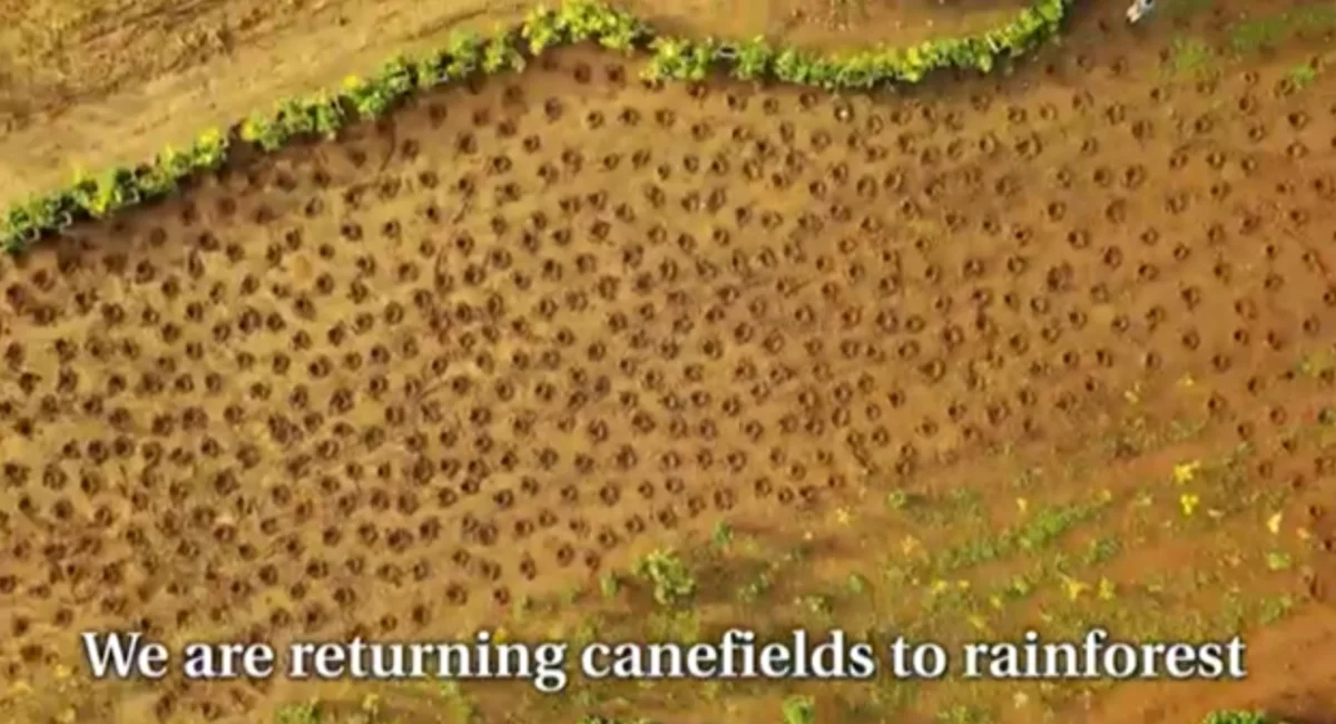 Canefields before