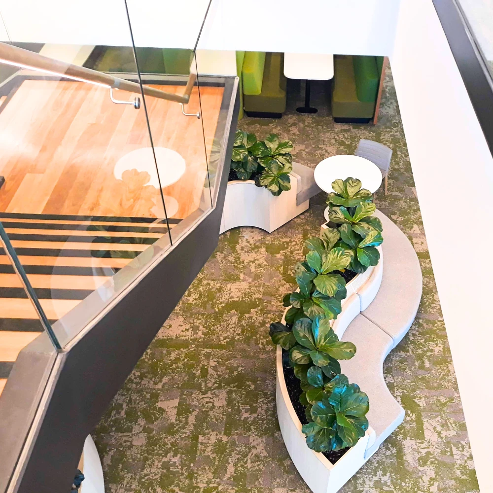 Ambius Fiddle Leaf Fig