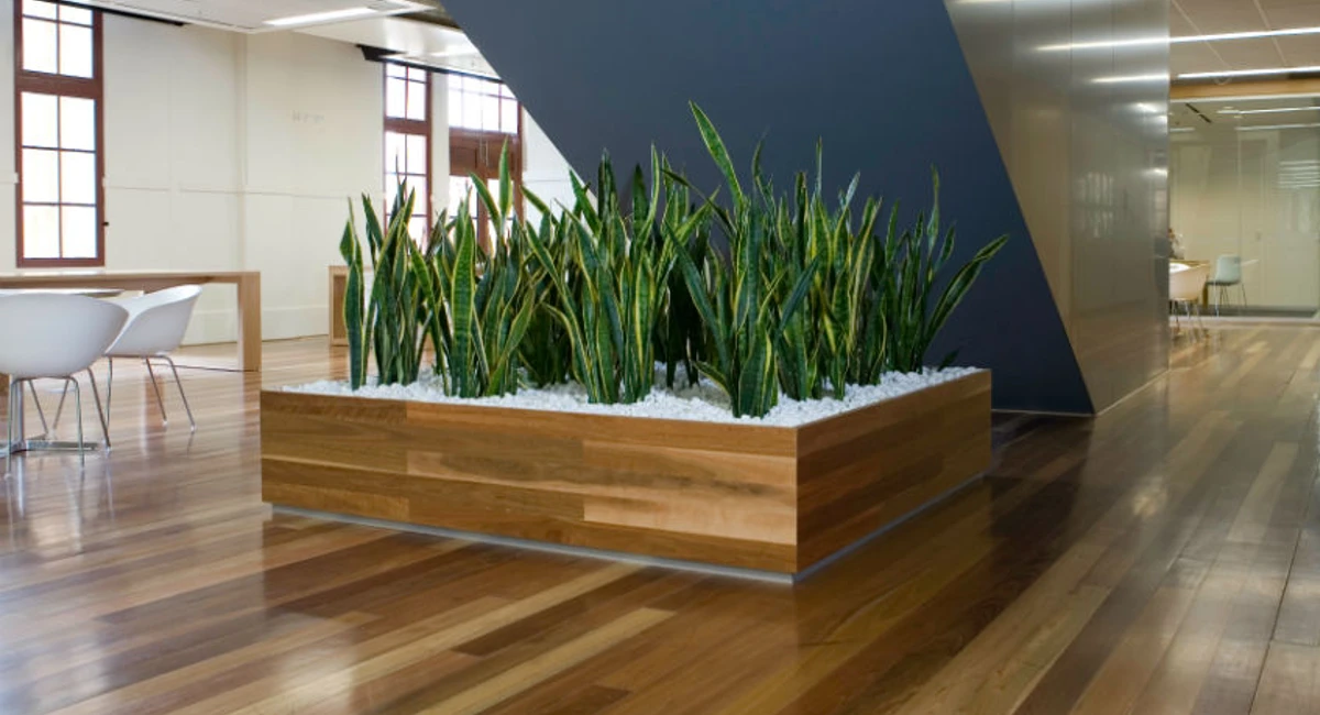 sansevieria