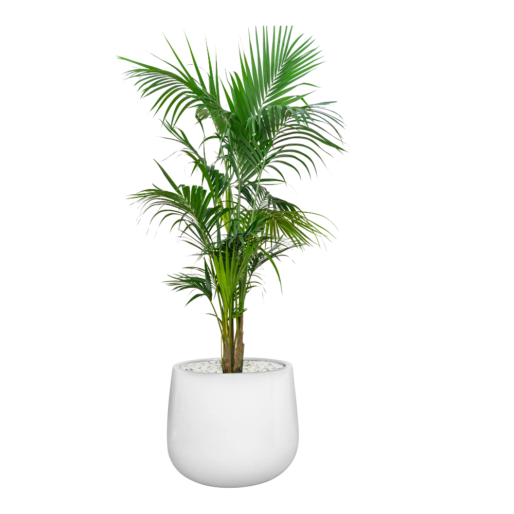 Kentia palm