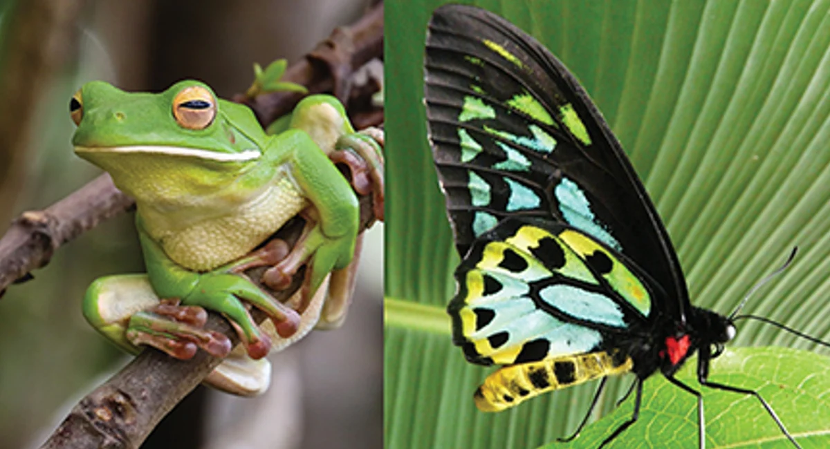 Frog and butterfly