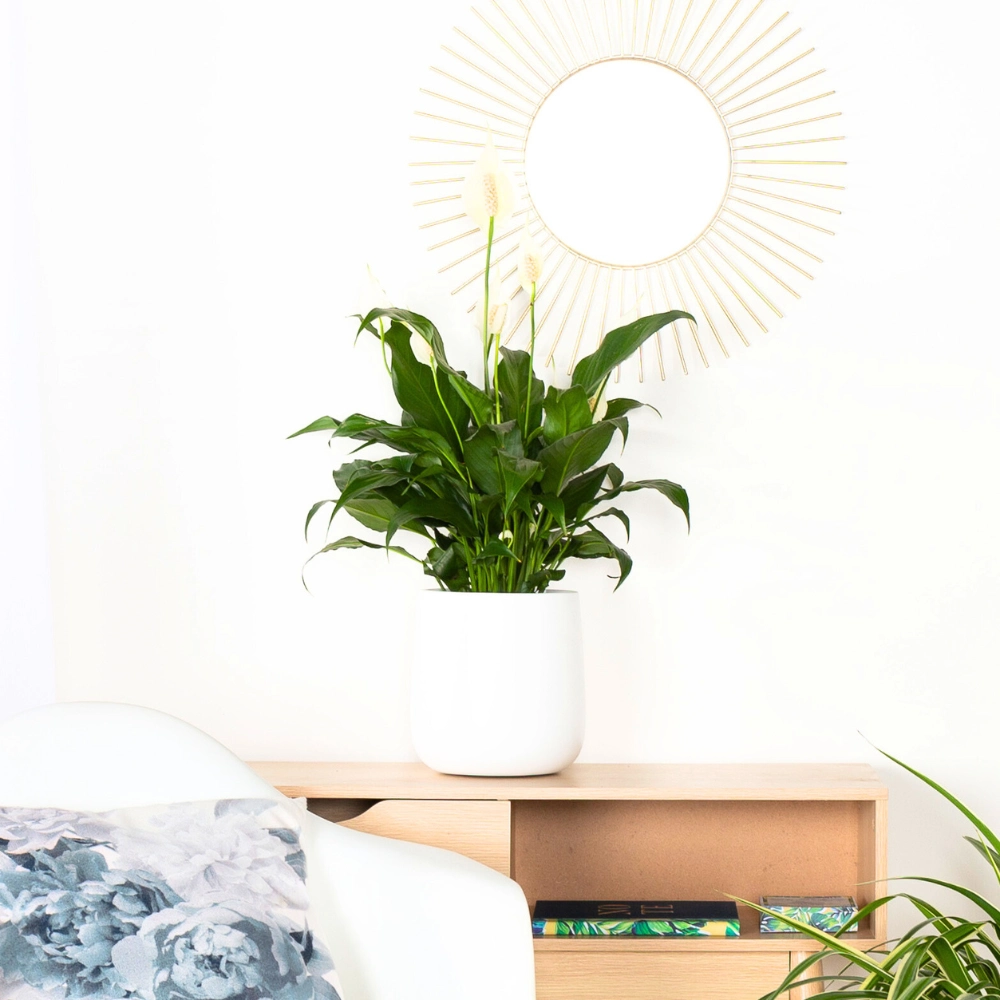 Ambius Ashgrove Desktop and Peace Lily