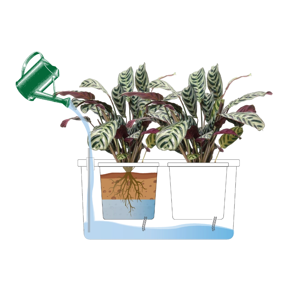 Ambius best practice sub-irrigation