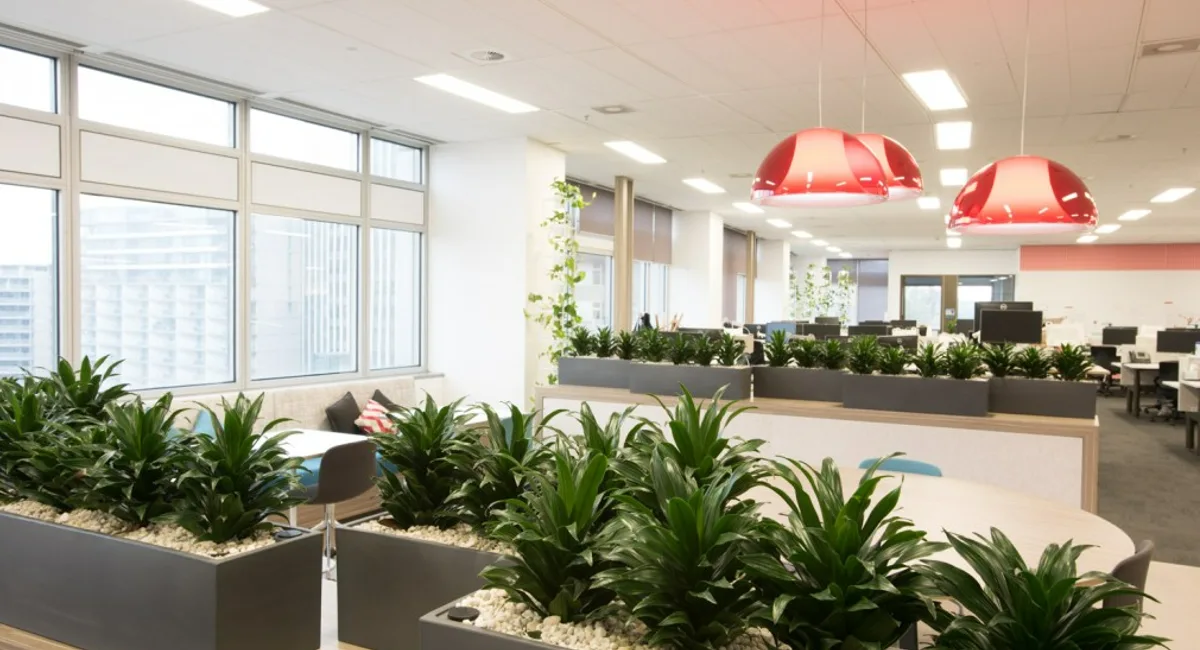 Office after plants