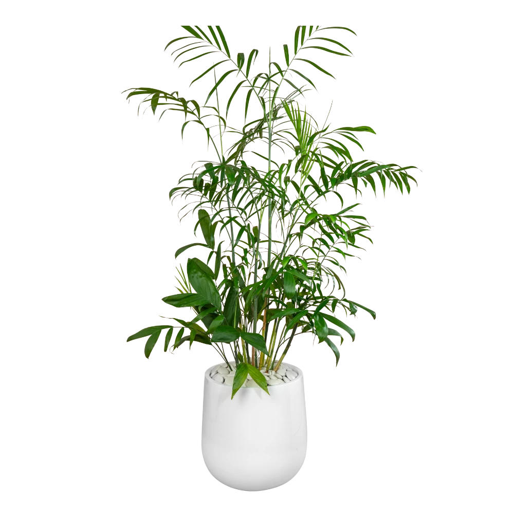 Bamboo Palm