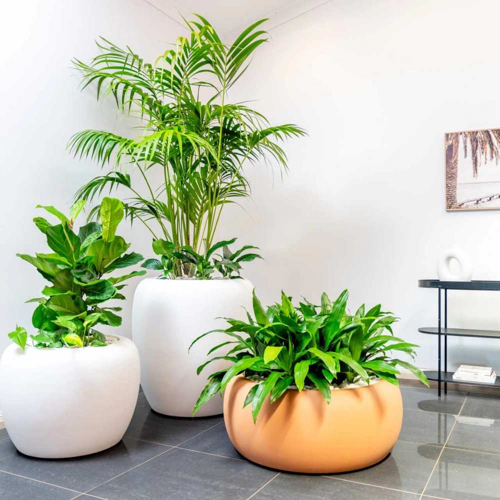 Ambius Eclusive Multiplanter collection