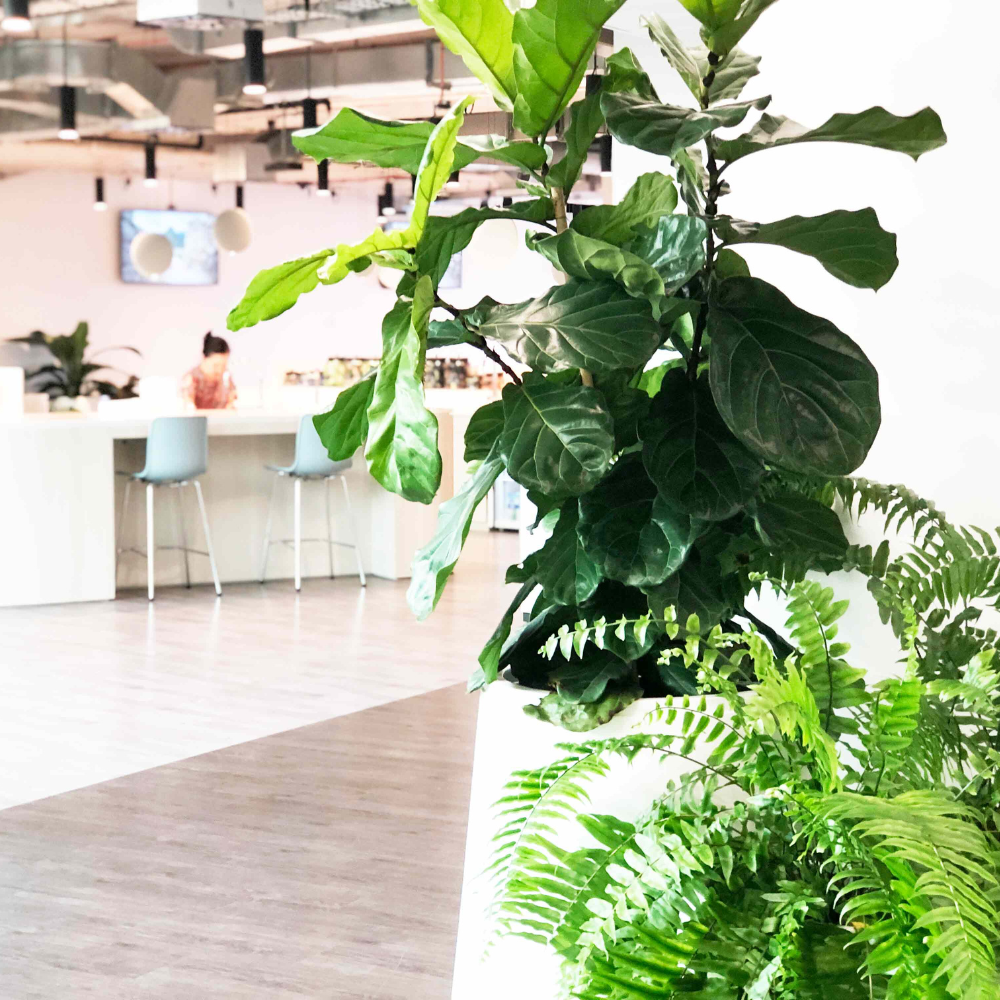 Ambius Fiddle Leaf Fig