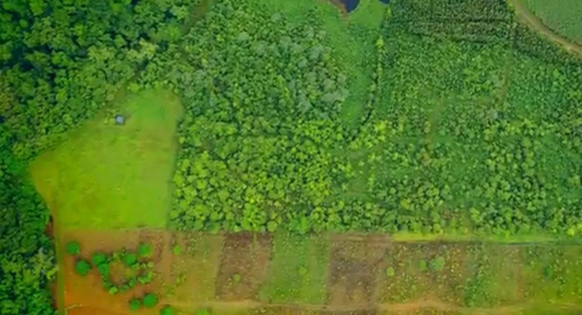Canefields after